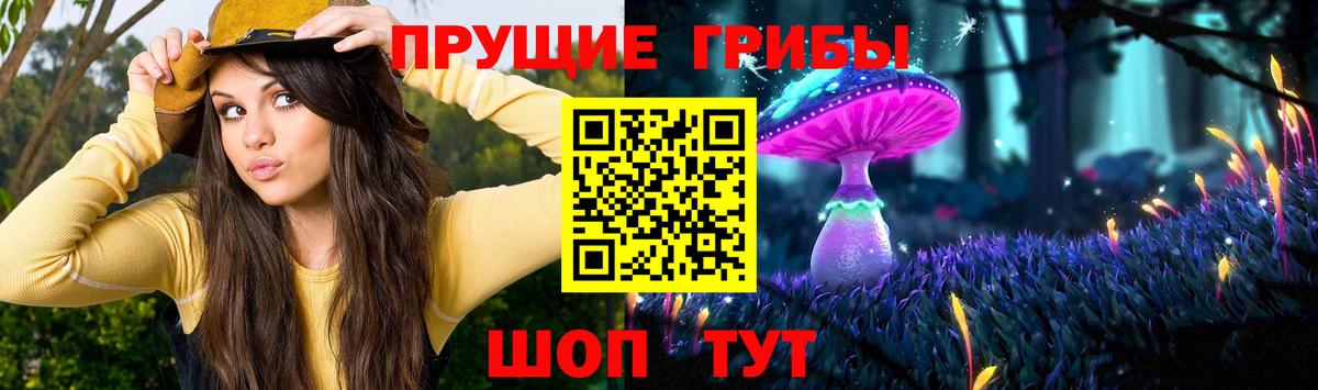Галлюциногенные грибы Psilocybe Усинск